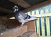 Romanian and English Racing Pigeons