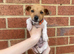 Traditional Jack Russell