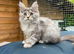 Maine Coon kittens