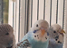Budgies for sale.