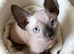 GORGEOUS SPHYNX KITTENS 3 BOYS