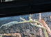 Have a pair of Green Anole for sale