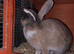 Newborns and dwarf lop rabbits