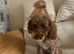 Girl poodle needs a new home