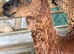 Dark Brown Suri Alpaca Female with Female Cria at foot