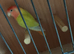 Love bird
