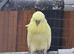 Super exhibition budgie