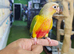 Young Hand-Reared Green Cheek & Yellow-Sided Conure Babies Available