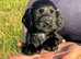Cocker spaniel puppies