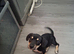 Beautiful Bulldog × Lurcher/Jack Russell Cross Puppy – Ready