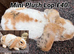 Young Mini Plysh Lops available. Hypoallergenic fur.