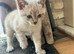 Beautiful Blue Lynx Point ragdoll cross Kittens for Sale