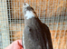 Baby cockatiels