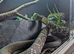 CBB24 Chinese King Rat Snake