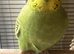 Lovely baby budgie