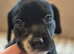 Cockapoo puppies for sale