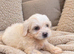 Cavapoochon puppies