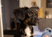 Female English Spring Spaniel