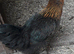 Black rock pullets 16to18 weeks