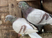 QUALITY RACING PIGEON