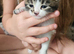 3 beautiful kittens
