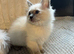 Ragdoll kittens