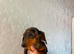 Beautiful miniature dachshund