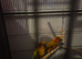 Sun conures