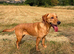 KC Registered Labrador Female 1 Year Old