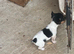 Jack Russell puppies