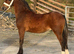 Show stopping colt