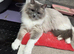 GCCF Ragdoll female blue mitted