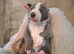 3/4 whippet x  1/4 lurcher puppies for sale