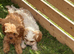 Beautiful cavapoo