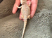 Baby bearded dragons WOW!