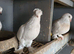Pigeon for sale