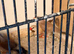 6 heck's 1 parson finch