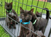 8 British Shorthair Kittens For Sale