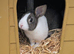 Baby Dutch Rabbits x 4
