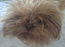 KC registered brown/red shih tzu female