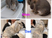 French Lops- now all sold
