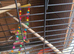 Male lovebird
