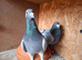 Stock racing pigeons