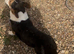 Two Cardigan corgi Females