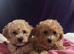 Fluffy teddy bear puppies