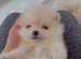 Ready now !!!!!1 beautiful Pomeranian female left !!!