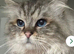 Mink ragdoll expecting kittens 12th of July