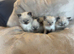 Adorable rag doll kittens ready now