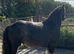 Our Timmy.Gorgeous Cuddly Black Colt
