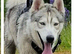 Siberian husky